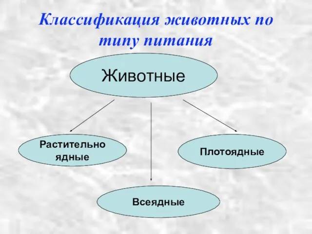 Классификация животных по типу питания Животные Растительноядные Плотоядные Всеядные