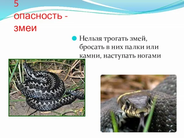 5 опасность - змеи Нельзя трогать змей, бросать в них палки или камни, наступать ногами