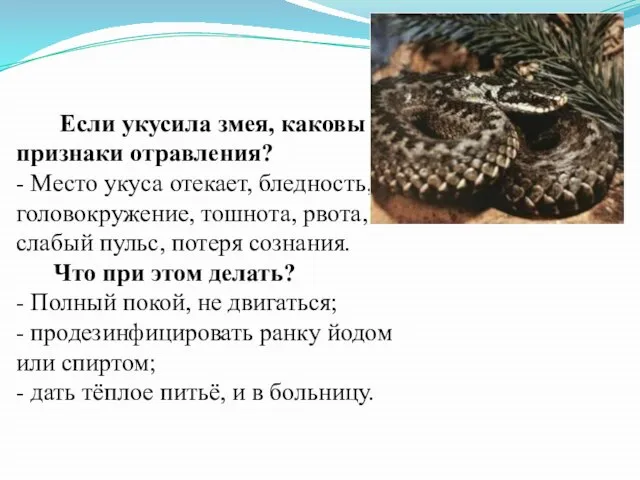 Если укусила змея, каковы признаки отравления? - Место укуса отекает, бледность, головокружение,