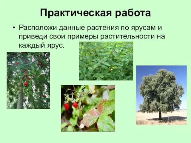 Практическая работа Расположи данные растения по ярусам и приведи свои примеры растительности на каждый ярус.