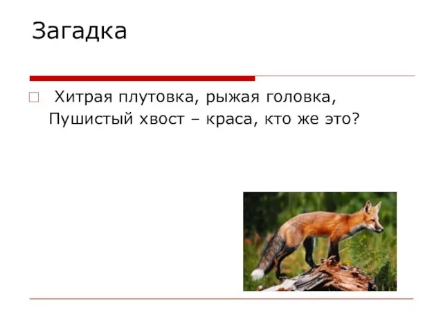 Загадка Хитрая плутовка, рыжая головка, Пушистый хвост – краса, кто же это?