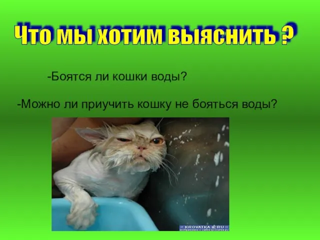 -Боятся ли кошки воды? -Можно ли приучить кошку не бояться воды? Что мы хотим выяснить ?
