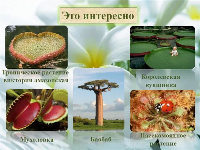 Тропическое растение виктория амазонская Королевская кувшинка Насекомоядное растение Мухоловка Баобаб
