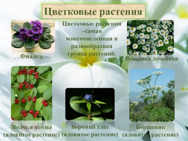 Цветковые растения –самая многочисленная и разнообразная группа растений. Фиалка Ромашка лечебная Волчьи