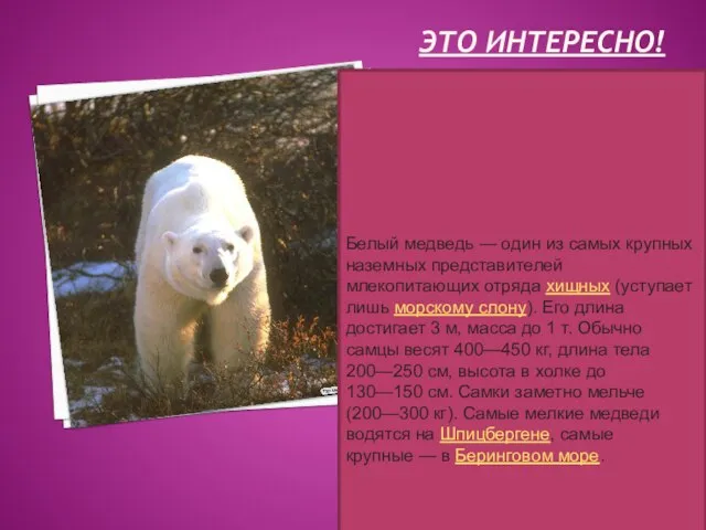 Это интересно! Белый медведь — один из самых крупных наземных представителей млекопитающих