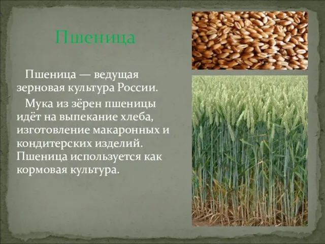 Пшеница Пшеница — ведущая зерновая культура России. Мука из зёрен пшеницы идёт