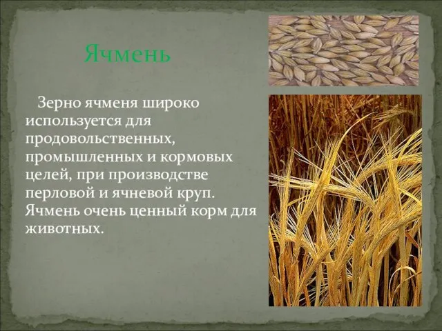 Ячмень Зерно ячменя широко используется для продовольственных, промышленных и кормовых целей, при