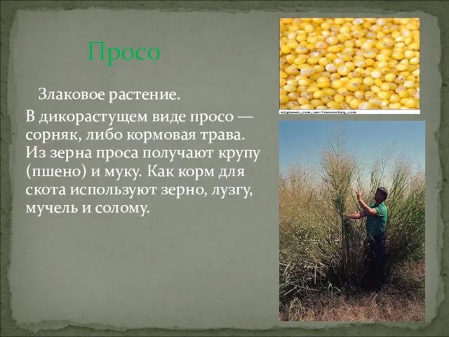 Просо Злаковое растение. В дикорастущем виде просо — сорняк, либо кормовая трава.