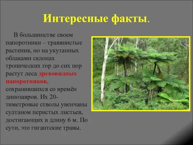 Интересные факты. В большинстве своем папоротники – травянистые растения, но на укутанных