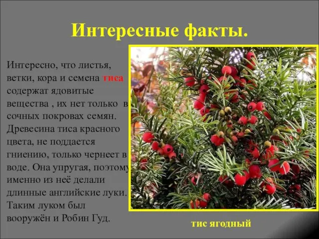 Интересные факты. Интересно, что листья, ветки, кора и семена тиса содержат ядовитые