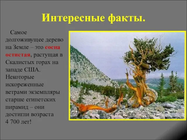 Интересные факты. Самое долгоживущее дерево на Земле – это сосна остистая, растущая