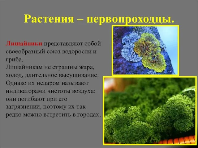 Растения – первопроходцы. Лишайники представляют собой своеобразный союз водоросли и гриба. Лишайникам