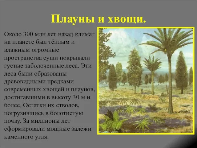 Плауны и хвощи. Около 300 млн лет назад климат на планете был