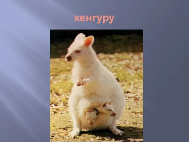 кенгуру