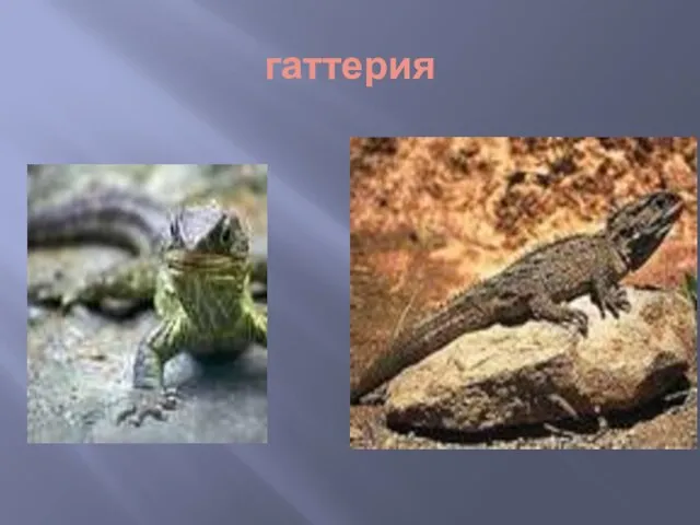 гаттерия