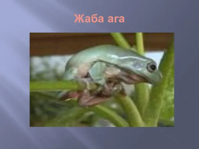 Жаба ага