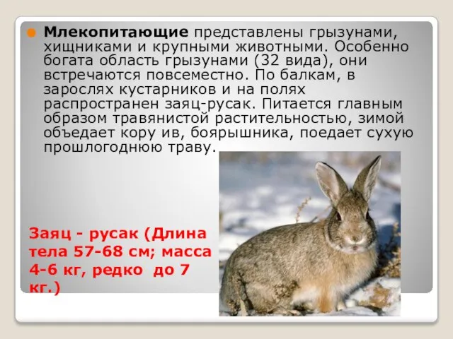 Заяц - русак (Длина тела 57-68 см; масса 4-6 кг, редко до