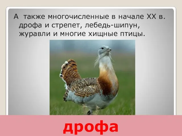 А также многочисленные в начале XX в. дрофа и стрепет, лебедь-шипун, журавли