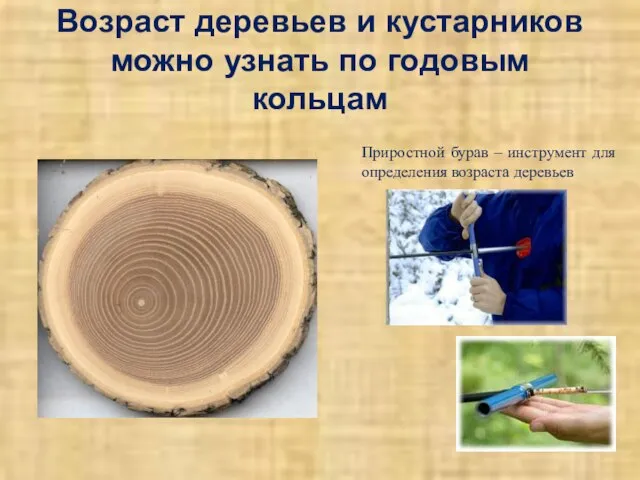 Возраст деревьев и кустарников можно узнать по годовым кольцам Приростной бурав –