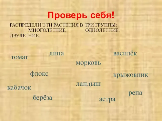 Проверь себя! РАСПРЕДЕЛИ ЭТИ РАСТЕНИЯ В ТРИ ГРУППЫ: МНОГОЛЕТНИЕ, ОДНОЛЕТНИЕ, ДВУЛЕТНИЕ. томат