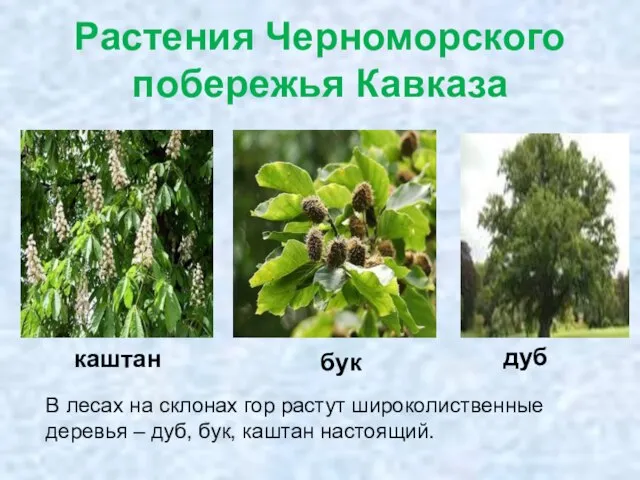 Растения Черноморского побережья Кавказа В лесах на склонах гор растут широколиственные деревья