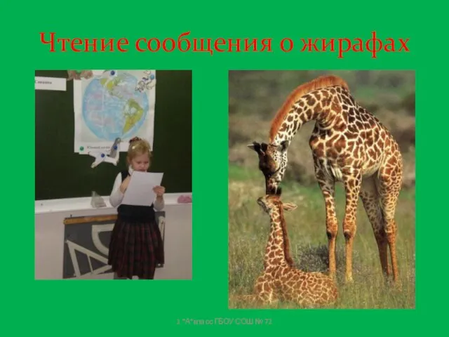Чтение сообщения о жирафах 1 "А"класс ГБОУ СОШ № 72