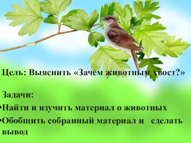 Цель: Выяснить «Зачем животным хвост?» Задачи: Найти и изучить материал о животных