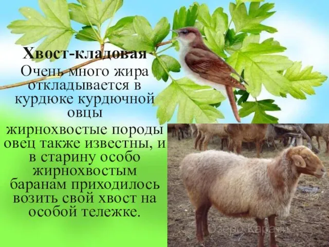 Хвост-кладовая Очень много жира откладывается в курдюке курдючной овцы жирнохвостые породы овец