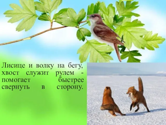 Лисице и волку на бегу, хвост служит рулем - помогает быстрее свернуть в сторону.