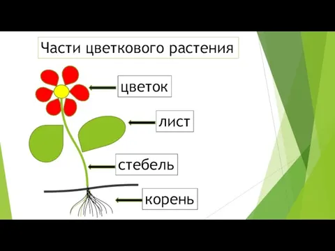 корень стебель лист цветок Части цветкового растения