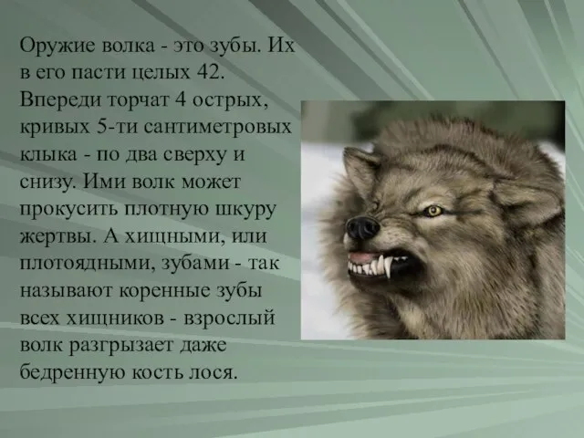 Оружие волка - это зубы. Их в его пасти целых 42. Впереди