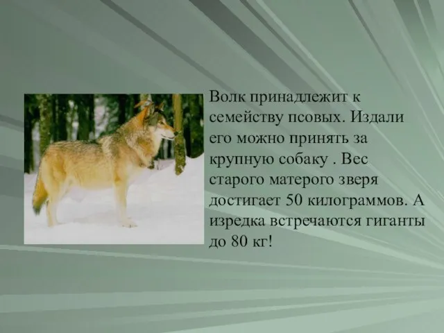 Волк принадлежит к семейству псовых. Издали его можно принять за крупную собаку