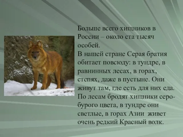 Больше всего хищников в России – около ста тысяч особей. В нашей