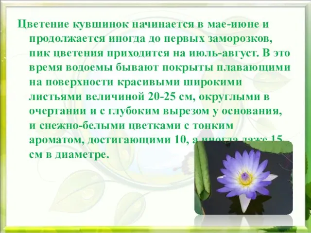 Цветение кувшинок начинается в мае-июне и продолжается иногда до первых заморозков, пик