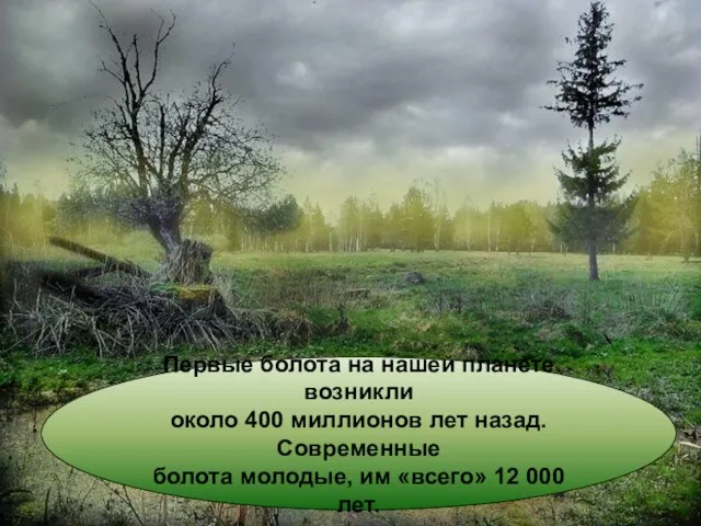 Первые болота на нашей планете возникли около 400 миллионов лет назад. Современные