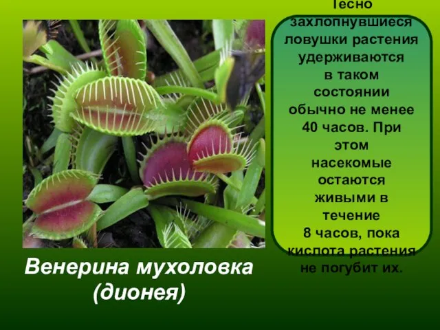Венерина мухоловка (дионея) Дионея - одно из самых интересных насекомоядных растений. Листья