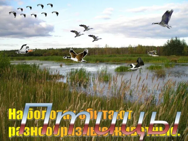 На болотах обитают разнообразные животные. Птицы