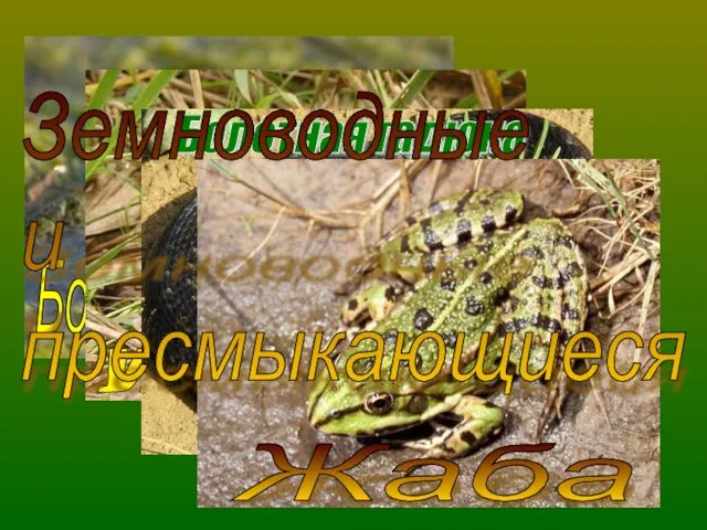 Болотная лягушка Улитка Болотная гадюка Жаба Земноводные и пресмыкающиеся