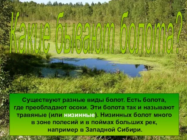 Какие бывают болота? Существуют разные виды болот. Есть болота, где преобладают осоки.