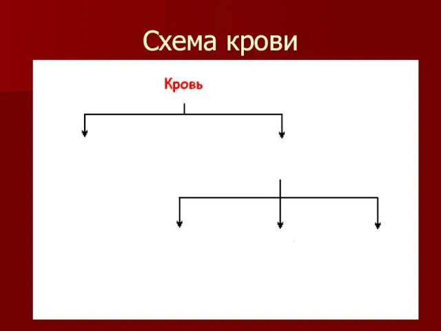 Схема крови