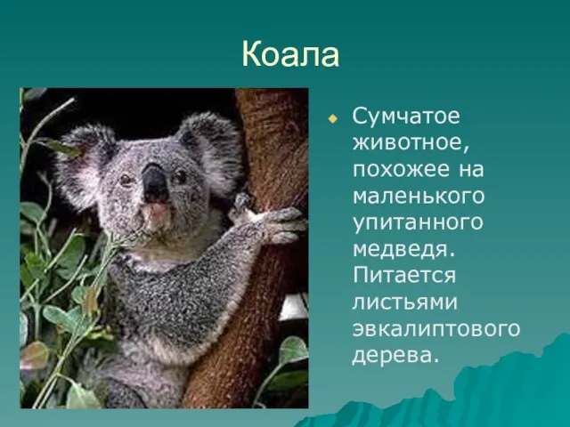 Коала Сумчатое животное, похожее на маленького упитанного медведя. Питается листьями эвкалиптового дерева.