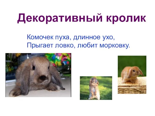 Декоративный кролик Комочек пуха, длинное ухо, Прыгает ловко, любит морковку.