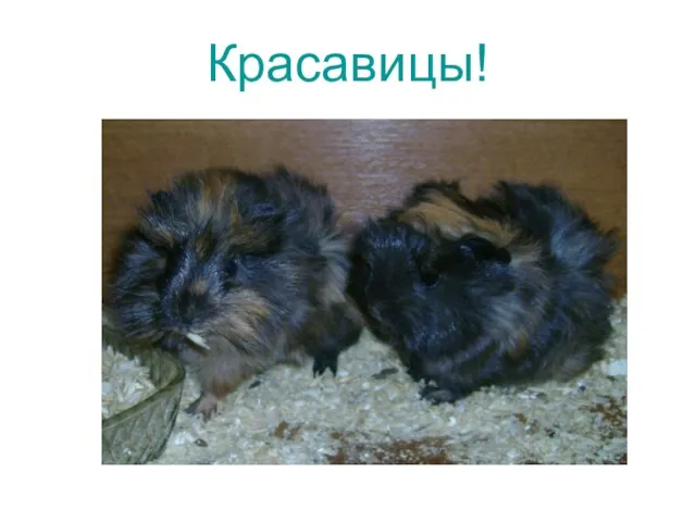 Красавицы!