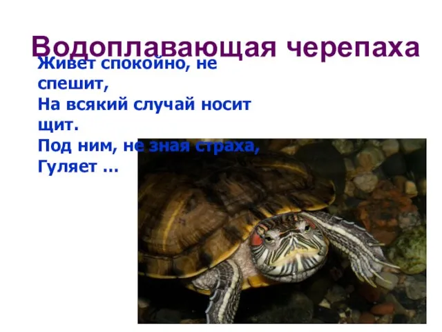 Водоплавающая черепаха Живет спокойно, не спешит, На всякий случай носит щит. Под
