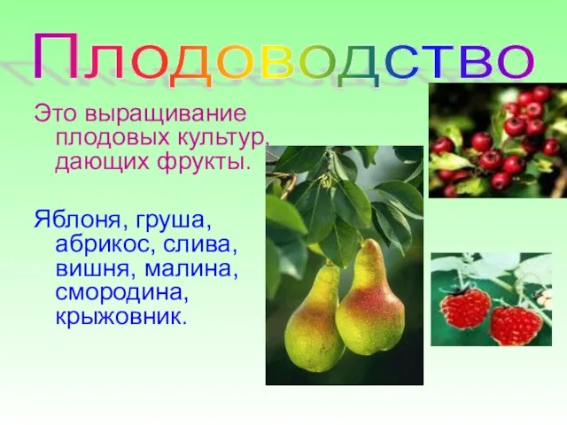 Плодоводство Это выращивание плодовых культур, дающих фрукты. Яблоня, груша, абрикос, слива, вишня, малина, смородина, крыжовник.