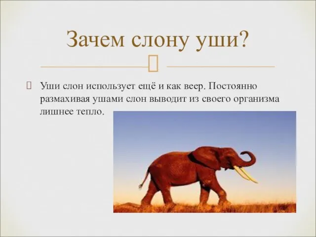 Уши слон использует ещё и как веер. Постоянно размахивая ушами слон выводит