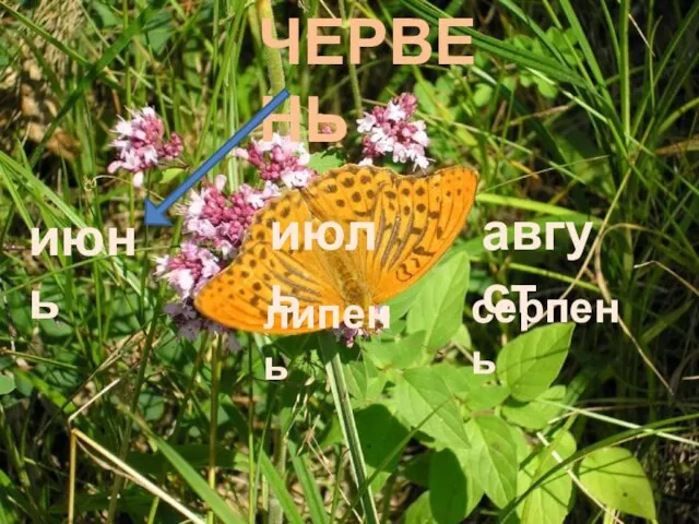 ЧЕРВЕНЬ июнь июль август липень серпень