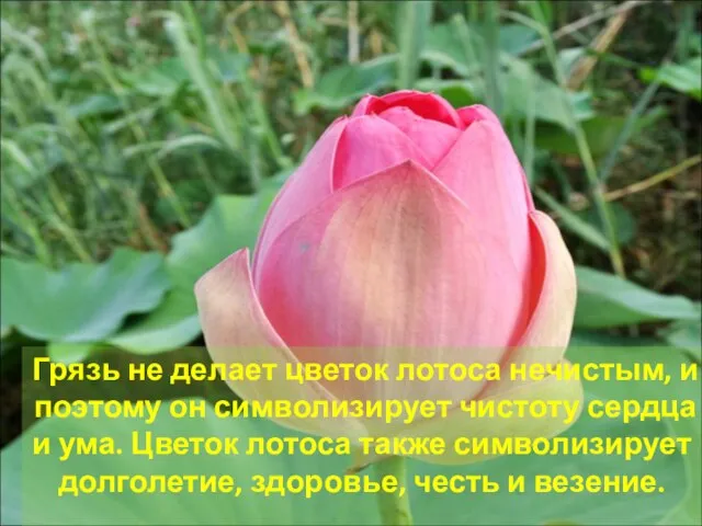 Грязь не делает цветок лотоса нечистым, и поэтому он символизирует чистоту сердца
