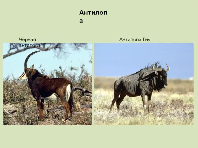 Антилопа Чёрная антилопа Антилопа Гну