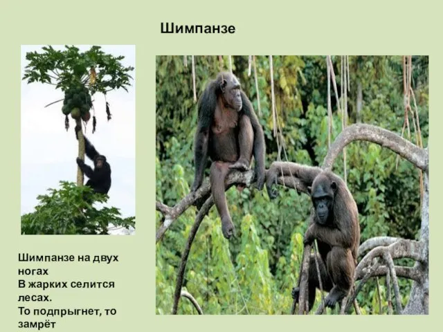 Шимпанзе Шимпанзе на двух ногах В жарких селится лесах. То подпрыгнет, то